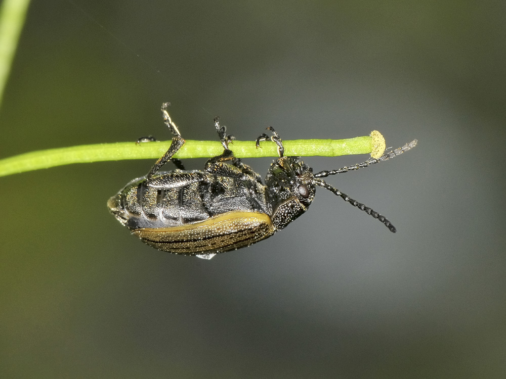 Galeruca interrupta